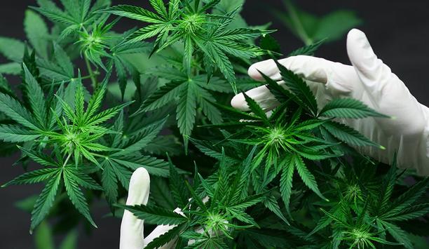 Market Report: Cannabis At A Glance